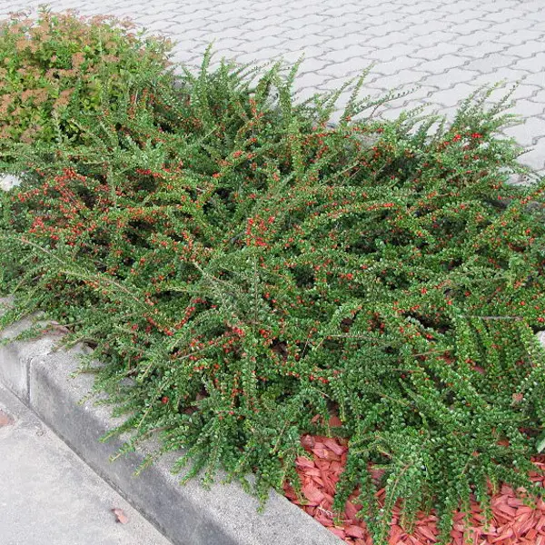 Кизильник нан-шань'Боєр' 3-річний Cotoneaster nanshan 'Boеr' - Зображення 3