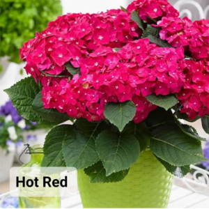 Гортензія великолиста 'Хот Ред' 1, 5-річна Hydrangea macrophylla 'Hot Red'
