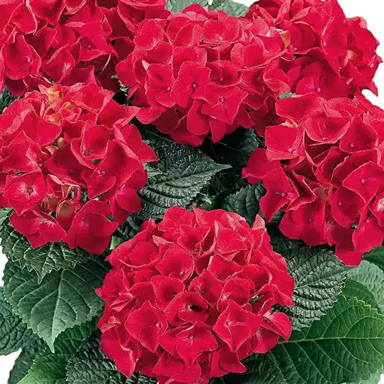Гортензія великолиста 'Хот Ред' 1, 5-річна Hydrangea macrophylla 'Hot Red' - Зображення 2