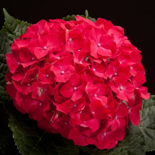 Гортензія великолиста 'Хот Ред' 1, 5-річна Hydrangea macrophylla 'Hot Red' - Зображення 3