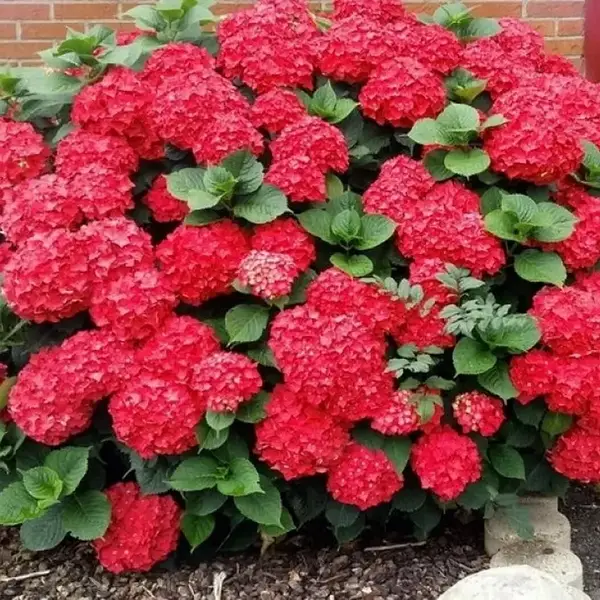 Гортензія великолиста 'Хот Ред' 1, 5-річна Hydrangea macrophylla 'Hot Red' - Зображення 4