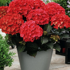 Гортензія великолиста "Ред Барон" 2-річна Hydrangea macrophylla 'Red Baron'