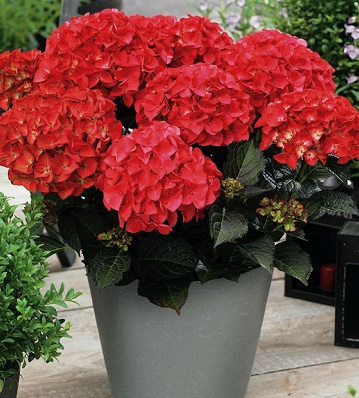 Гортензія великолиста "Ред Барон" 2-річна Hydrangea macrophylla 'Red Baron'