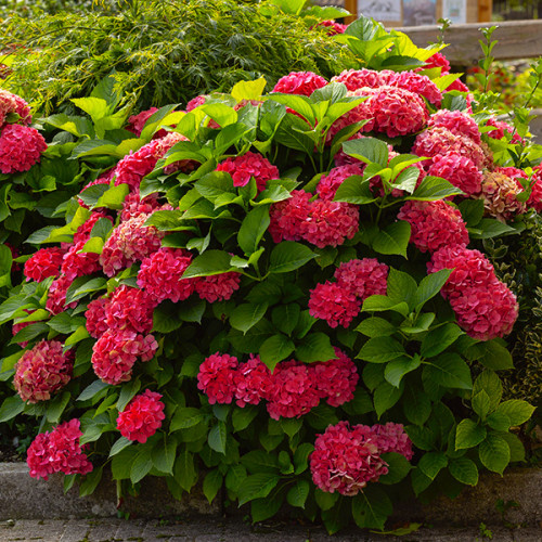 Гортензія великолиста "Ред Барон" 2-річна Hydrangea macrophylla 'Red Baron' - Зображення 3
