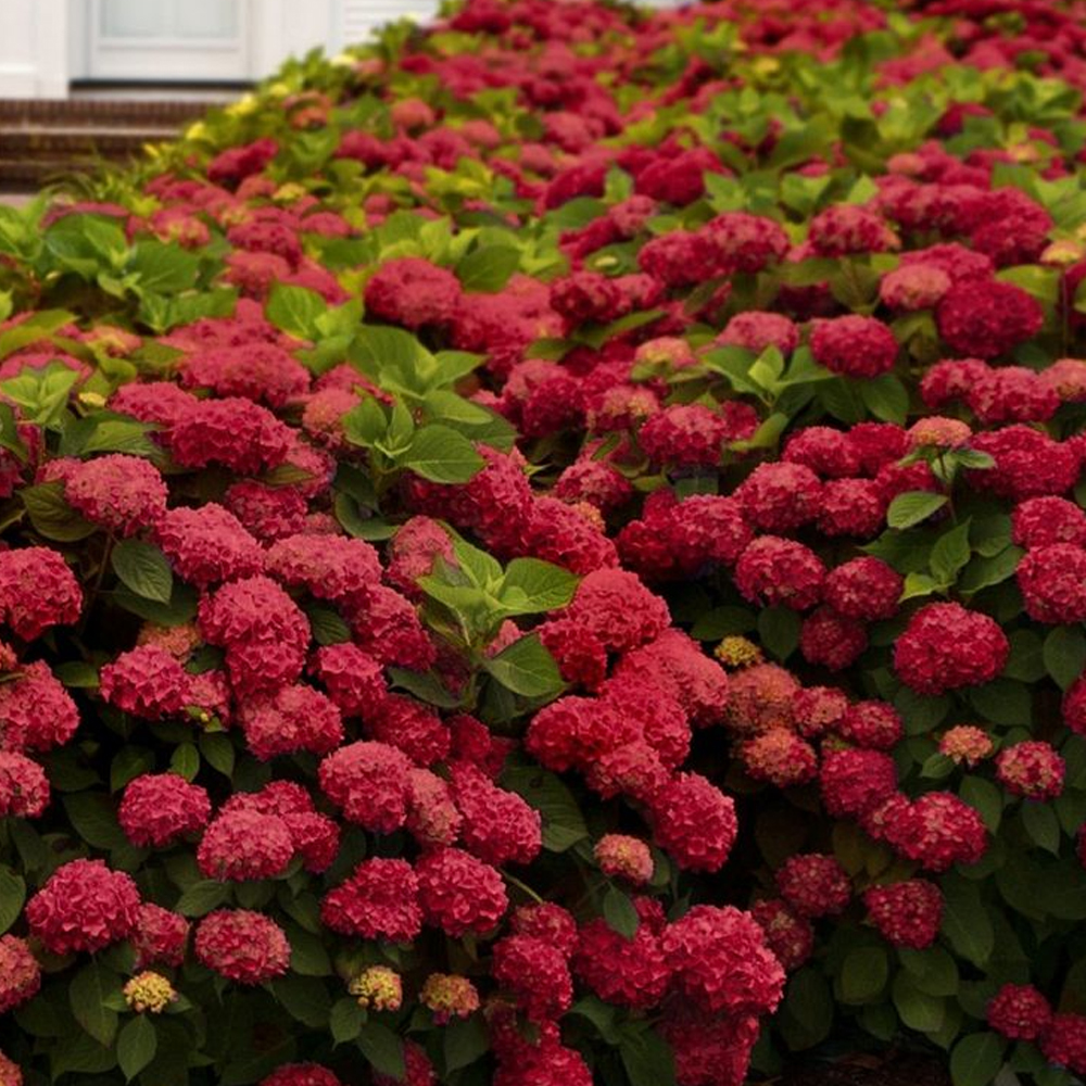 Гортензія великолиста "Ред Барон" 2-річна Hydrangea macrophylla 'Red Baron' - Зображення 4