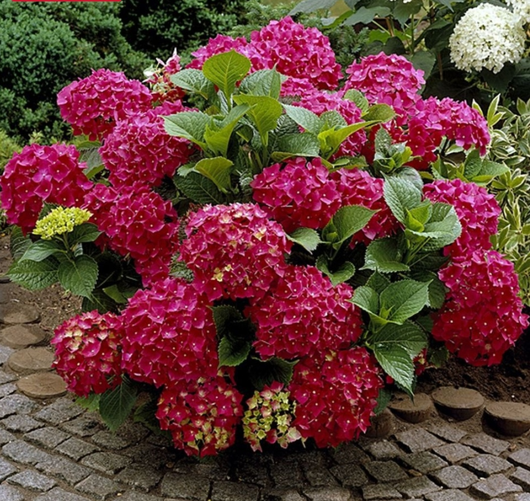 Гортензія великолиста "Ред Барон" 2-річна Hydrangea macrophylla 'Red Baron' - Зображення 5