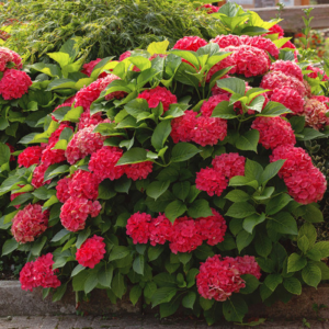 Гортензія великолиста Альпенглюхен 2-річна Hydrangea macrophylla Alpengluhen