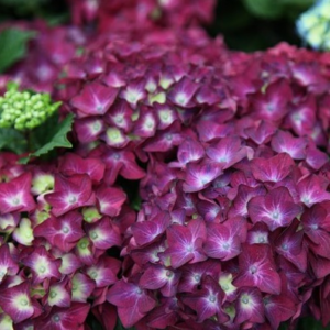 Гортензія великолиста "Хот Ред Пурпл" 2-річна Hydrangea macrophylla "Hot Red Purple"