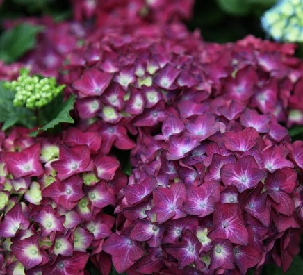 Гортензія великолиста "Хот Ред Пурпл" 2-річна Hydrangea macrophylla "Hot Red Purple"