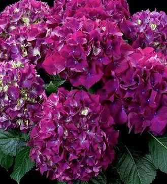 Гортензія великолиста "Хот Ред Пурпл" 2-річна Hydrangea macrophylla "Hot Red Purple" - Зображення 2