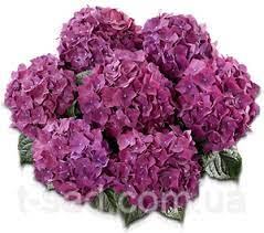 Гортензія великолиста "Хот Ред Пурпл" 2-річна Hydrangea macrophylla "Hot Red Purple" - Зображення 3
