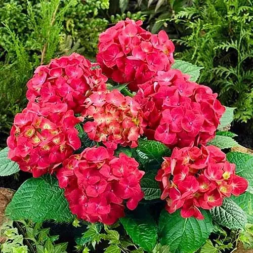 Гортензія великолиста 'Ред Бюті' 2-річна Hydrangea macrophylla 'Red Beauty'