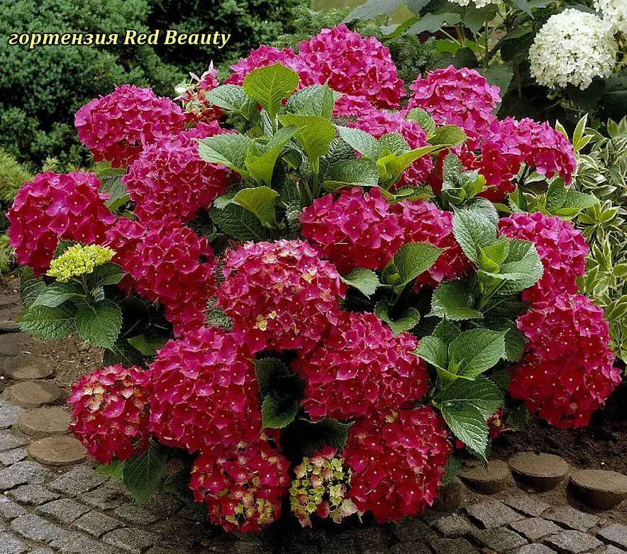 Гортензія великолиста 'Ред Бюті' 2-річна Hydrangea macrophylla 'Red Beauty' - Зображення 2