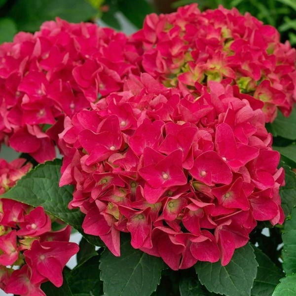 Гортензія великолиста 'Ред Бюті' 2-річна Hydrangea macrophylla 'Red Beauty' - Зображення 3