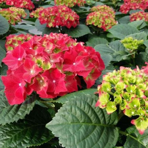 Гортензія великолиста 'Роял Ред' 2-річна Hydrangea macrophylla 'Royal Red' - Зображення 2