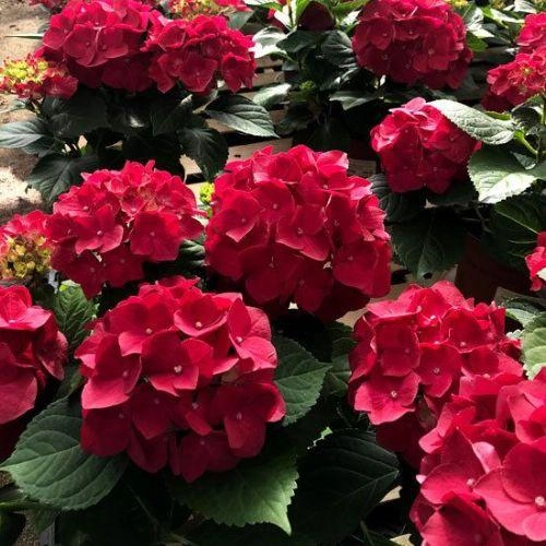 Гортензія великолиста 'Роял Ред' 2-річна Hydrangea macrophylla 'Royal Red' - Зображення 3