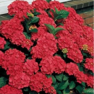 Гортензія великолиста 'Роял Ред' 2-річна Hydrangea macrophylla 'Royal Red'