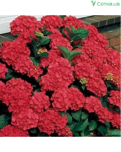 Гортензія великолиста 'Роял Ред' 2-річна Hydrangea macrophylla 'Royal Red'