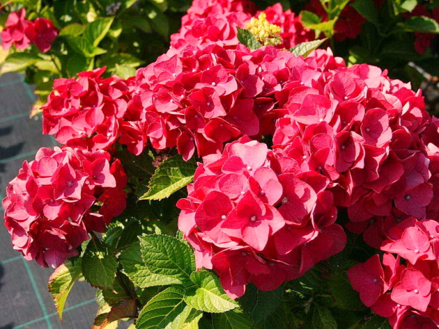 Гортензія великолиста 'Роял Ред' 2-річна Hydrangea macrophylla 'Royal Red' - Зображення 4