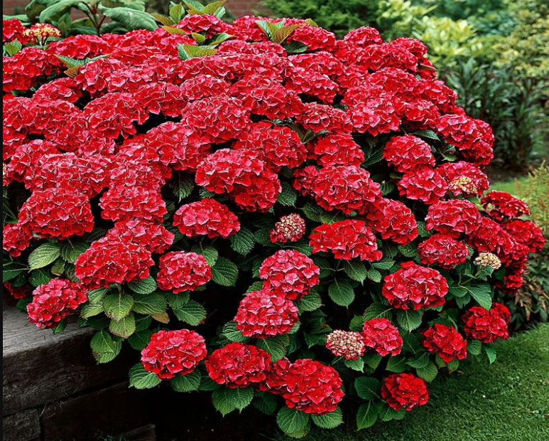 Гортензія великолиста 'Роял Ред' 2-річна Hydrangea macrophylla 'Royal Red' - Зображення 5