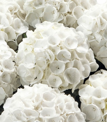 Гортензія великолиста 'Вайт Делігт' 2-річна Hydrangea macrophylla 'White Delight' - Зображення 3