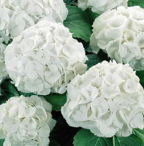 Гортензія великолиста 'Вайт Делігт' 2-річна Hydrangea macrophylla 'White Delight' - Зображення 4