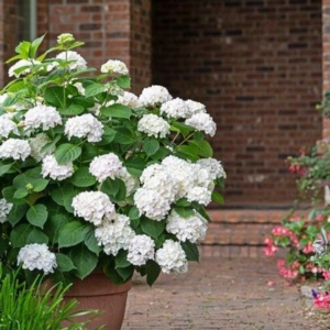 Гортензія великолиста 'Вайт Делігт' 2-річна Hydrangea macrophylla 'White Delight'