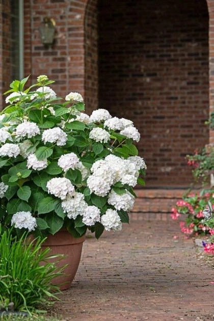Гортензія великолиста 'Вайт Делігт' 2-річна Hydrangea macrophylla 'White Delight'
