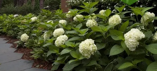 Гортензія великолиста 'Вайт Делігт' 2-річна Hydrangea macrophylla 'White Delight' - Зображення 2