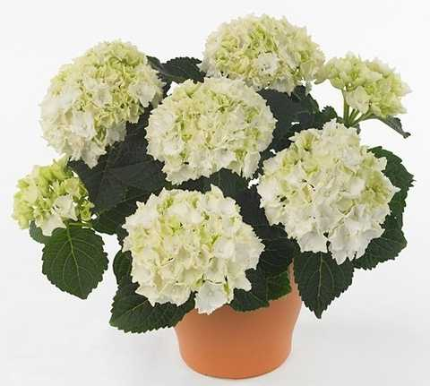 Гортензія великолиста "Айс Гірл" 2-річна Hydrangea macrophylla 'Ice Girl' - Зображення 2