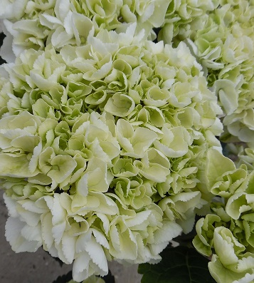 Гортензія великолиста "Айс Гірл" 2-річна Hydrangea macrophylla 'Ice Girl' - Зображення 3