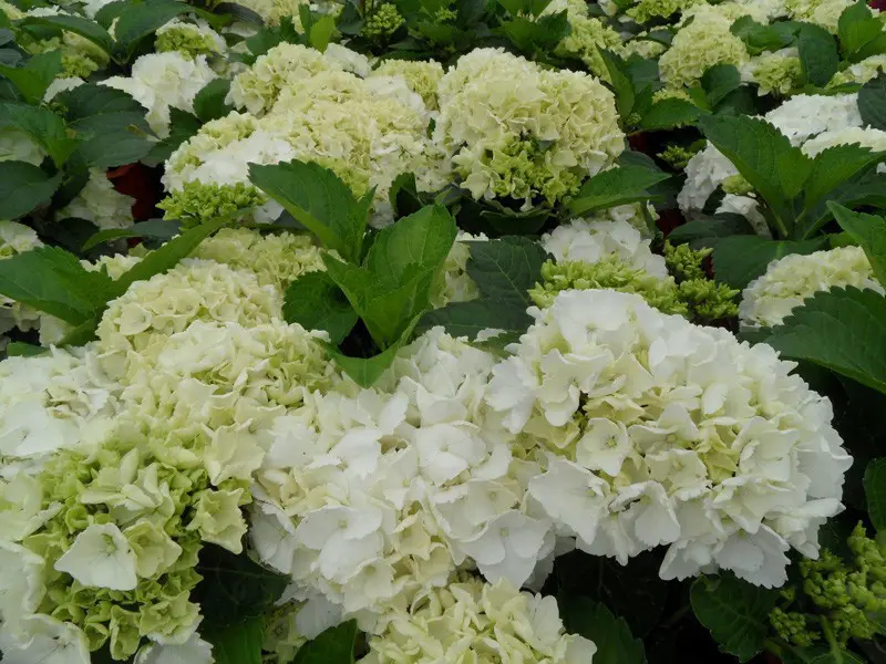 Гортензія великолиста "Айс Гірл" 2-річна Hydrangea macrophylla 'Ice Girl' - Зображення 4