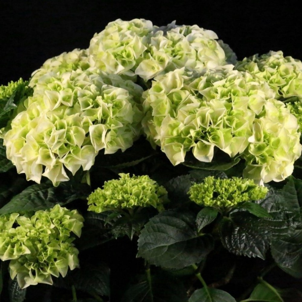 Гортензія великолиста "Айс Гірл" 2-річна Hydrangea macrophylla 'Ice Girl'