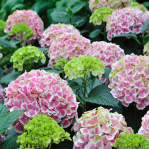 Гортензія великолиста "Пеппермінт" 2-річна Hydrangea macrophylla "Peppermint"