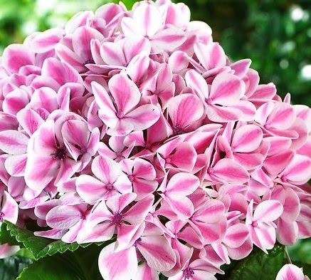 Гортензія великолиста "Пеппермінт" 2-річна Hydrangea macrophylla "Peppermint" - Зображення 2