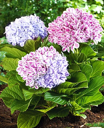 Гортензія великолиста "Пеппермінт" 2-річна Hydrangea macrophylla "Peppermint" - Зображення 3