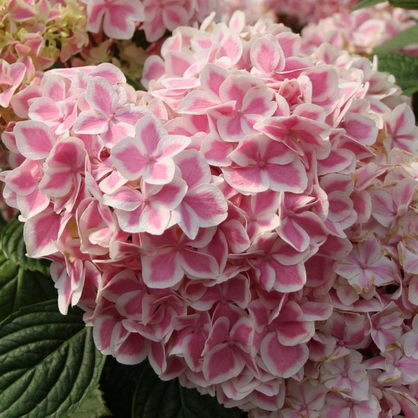 Гортензія великолиста "Пеппермінт" 2-річна Hydrangea macrophylla "Peppermint" - Зображення 4