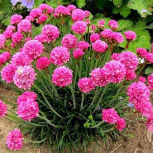 Армерія приморська 'Розеа' Armeria maritima 'Rosea' , С1