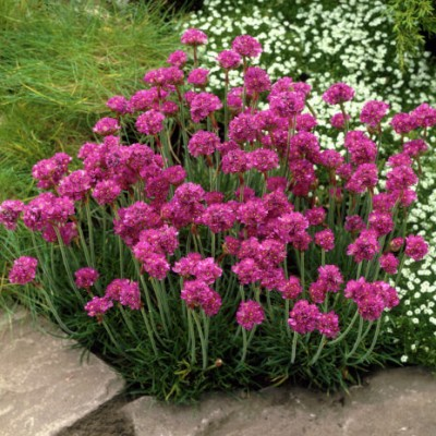 Армерія приморська 'Розеа' Armeria maritima 'Rosea' , С1 - Зображення 2