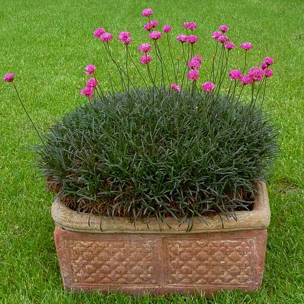 Армерія приморська 'Розеа' Armeria maritima 'Rosea' , С1 - Зображення 3