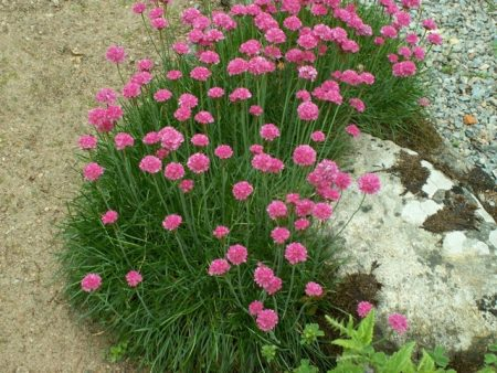 Армерія приморська 'Розеа' Armeria maritima 'Rosea' , С1 - Зображення 4