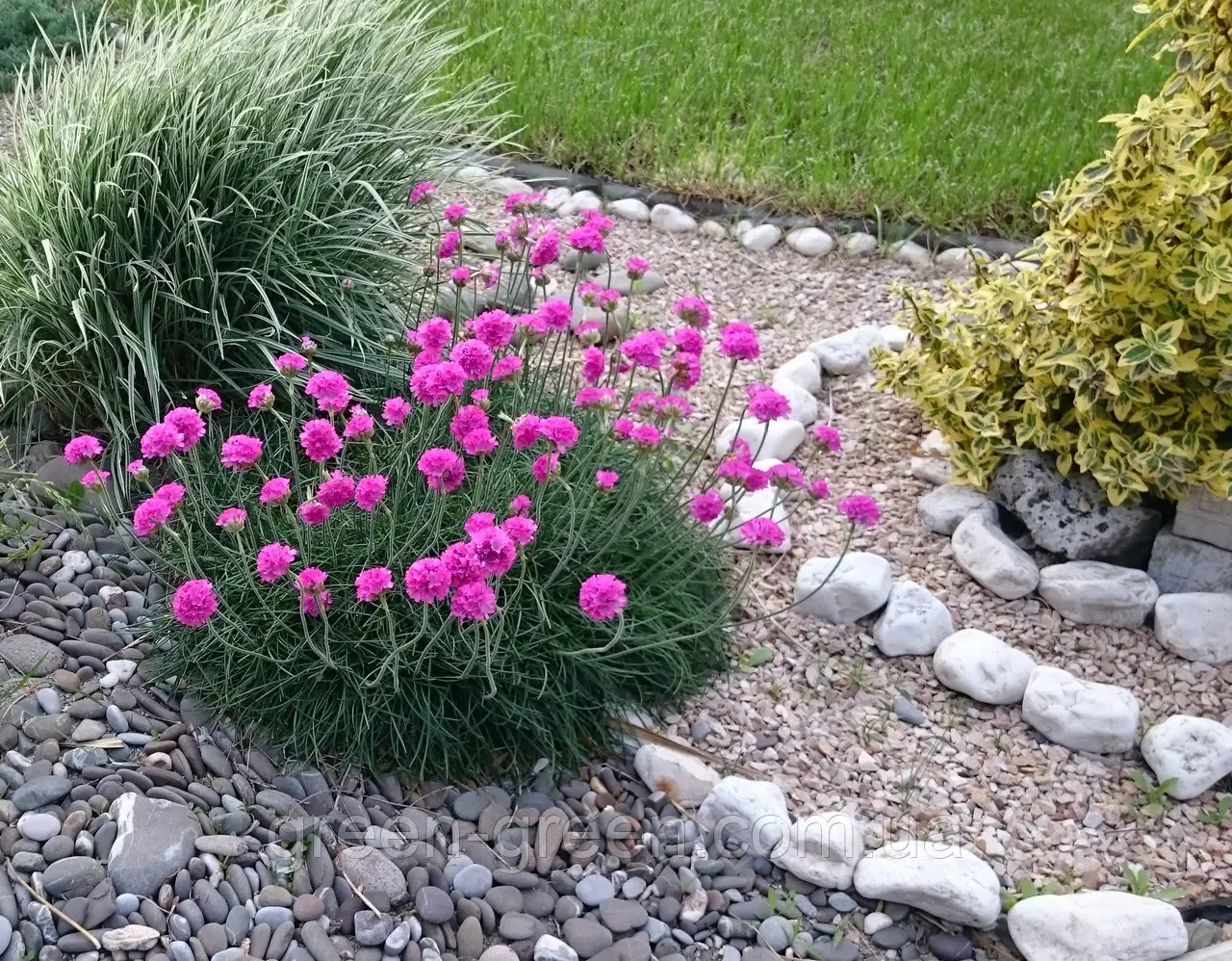 Армерія приморська 'Розеа' Armeria maritima 'Rosea' , С1 - Зображення 5