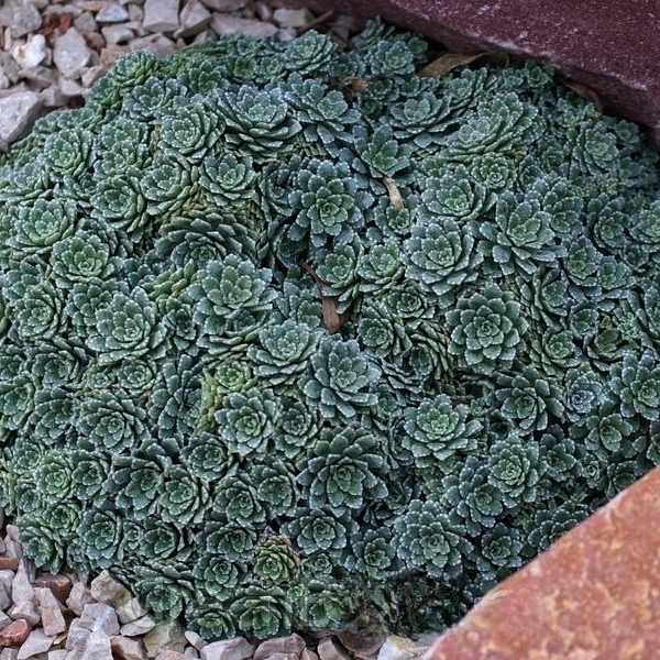 Ломикамінь інкрустований 'Мініма' Saxifraga crustata 'Minima'