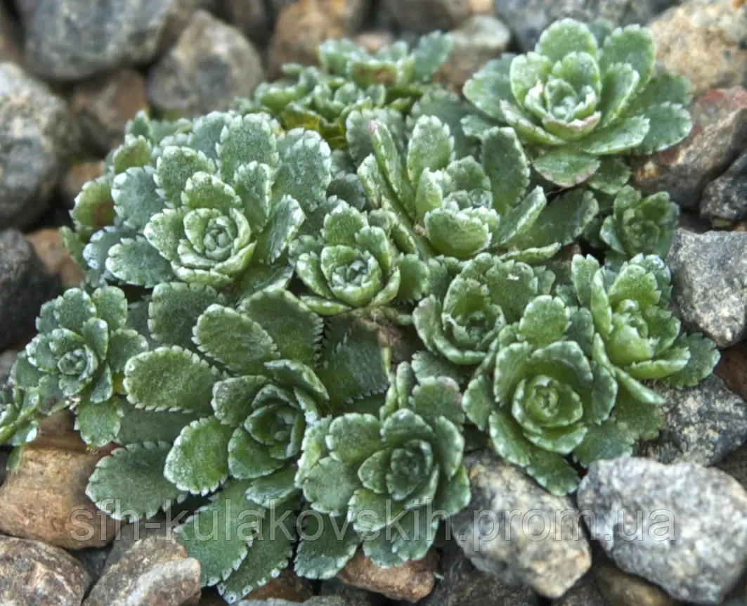 Ломикамінь інкрустований 'Мініма' Saxifraga crustata 'Minima' - Зображення 2