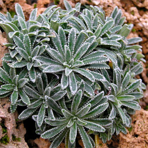 Ломикамінь інкрустований 'Мініма' Saxifraga crustata 'Minima' - Зображення 3