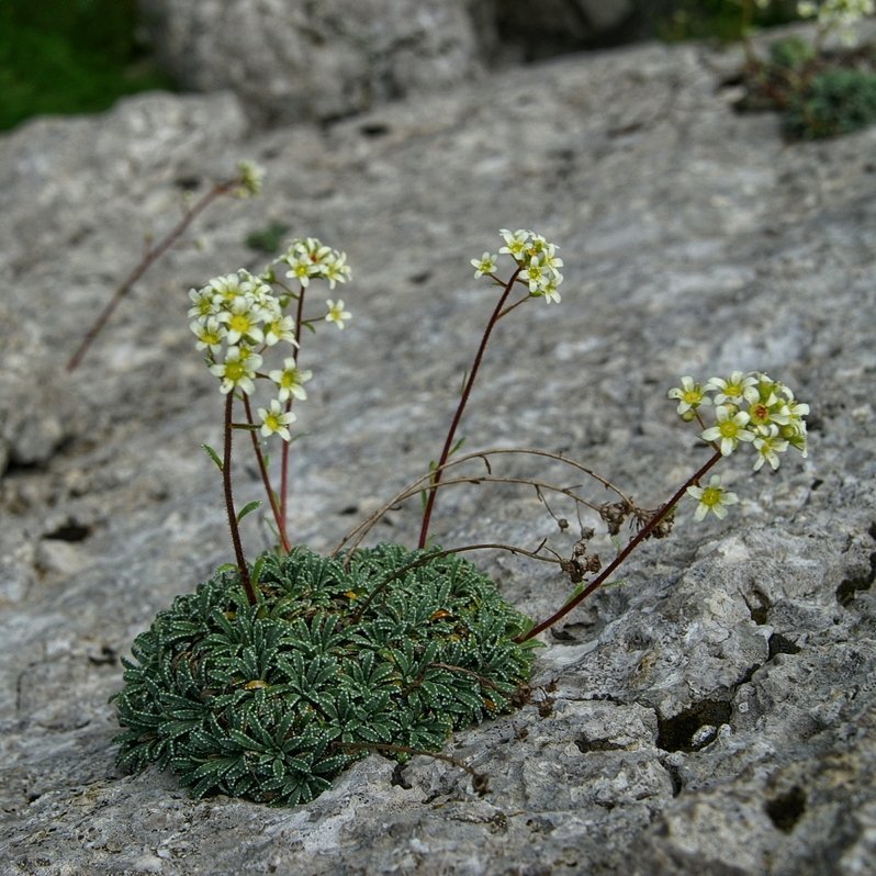 Ломикамінь інкрустований 'Мініма' Saxifraga crustata 'Minima' - Зображення 3