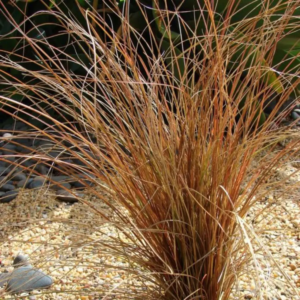 Осока "Бронзе" Carex "Bronze"