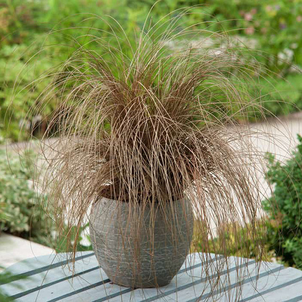 Осока "Бронзе" Carex "Bronze" - Зображення 2