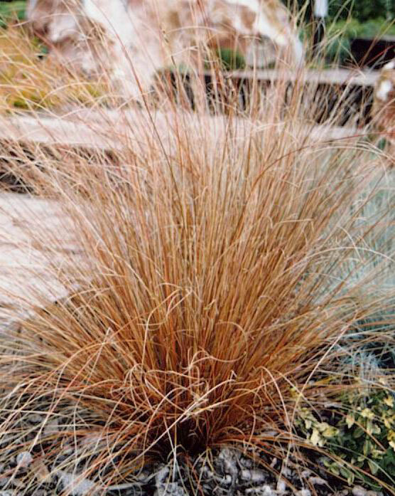 Осока "Бронзе" Carex "Bronze" - Зображення 3