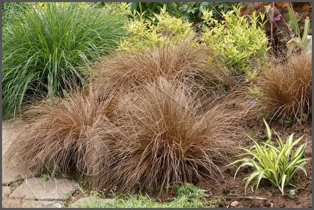 Осока "Бронзе" Carex "Bronze" - Зображення 4